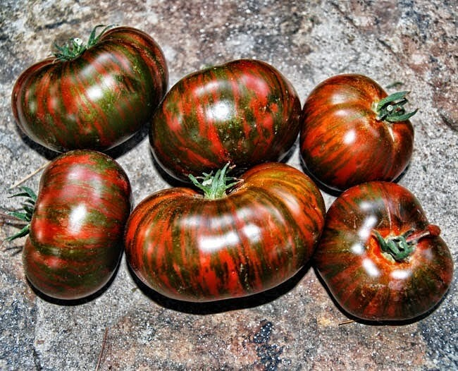 Heirloom Organic Chocolate Stripes Tomato Seeds - Bicolor, Non-GMO, Long Season, Sweet & Earthy Flavor, Solanum lycopersicum