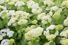 Annabelle Smooth Hydrangea Starter Plant | White Flowering Shrub | Hydrangea arborescens 'Annabelle' | Hardy Deciduous Garden Plant