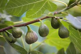 Sunrise Fig Unrooted Cutting 6-8" Ficus carica Sweet Fig Tree for Propagation Home Garden
