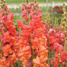Candy Tops Orange Snapdragon Seeds (Antirrhinum majus) | 1000+ Compact Bright Orange Blooms for Garden & Containers