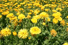 Calendula Seeds 300mg Pacific Beauty Yellow Dark Calendula officinalis Edible Flowers for Gardens
