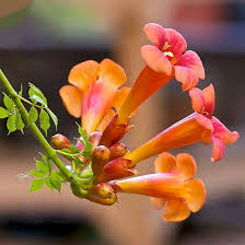 100 Trumpet Creeper Vine Seeds - Perennial Climbing Plant with Bright Orange Flowers, Fast-Growing, Wildlife Friendly, Campsis radicans