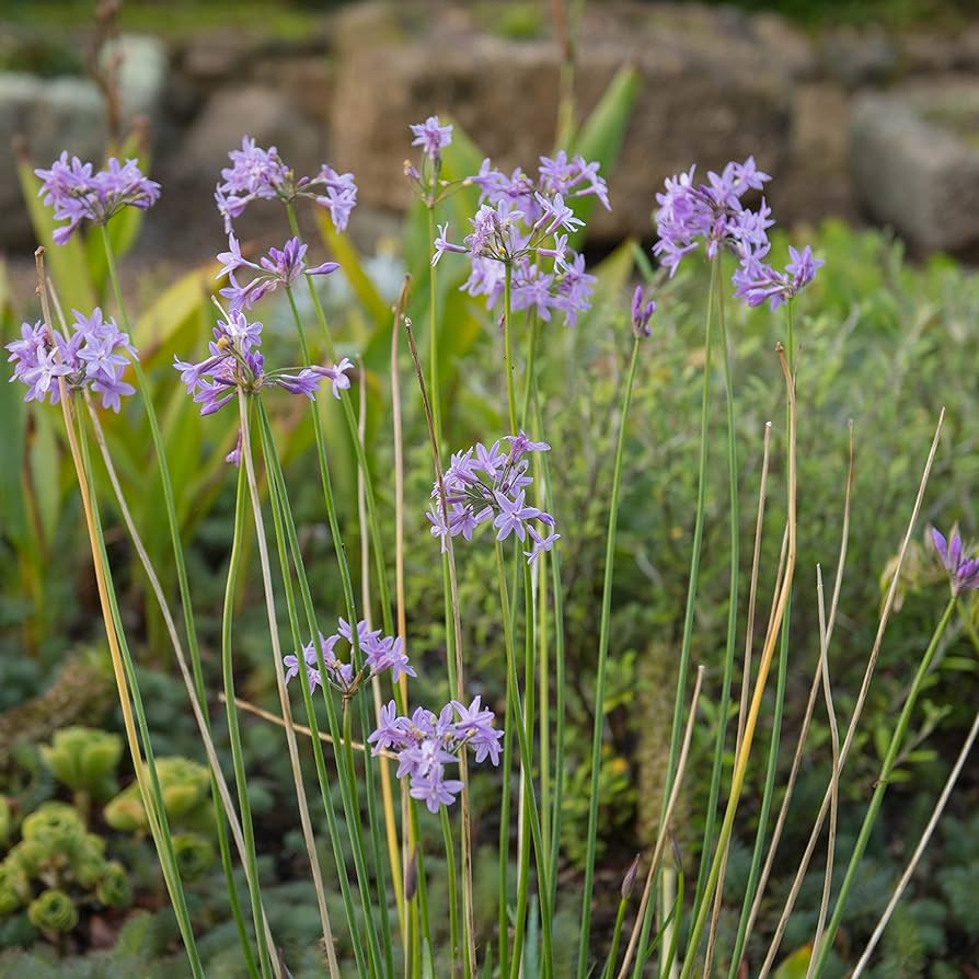 50 Society Garlic Seeds - Ornamental Edible Perennial with Purple Flowers - T. violacea