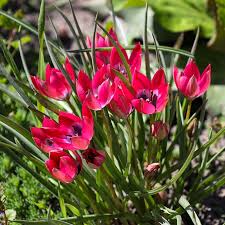 Tulipa Little Beauty Dwarf Tulip Bulbs – Pink & Blue Blooms, Perennial, Easy to Grow, Spring Flowering, 5 Bulbs
