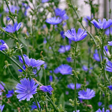 Chicory Seeds 600 Pack, Cichorium Intybus, Edible Greens & Roots, Heirloom Herb for Salads, Sauté, Coffee Substitute