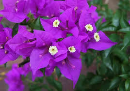Violet Bougainvillea Starter Plant - Well-Rooted, Flowering, Drought-Tolerant, Climbing, Garden, Patio, Container, Scientific Name: Bougainvillea glabra