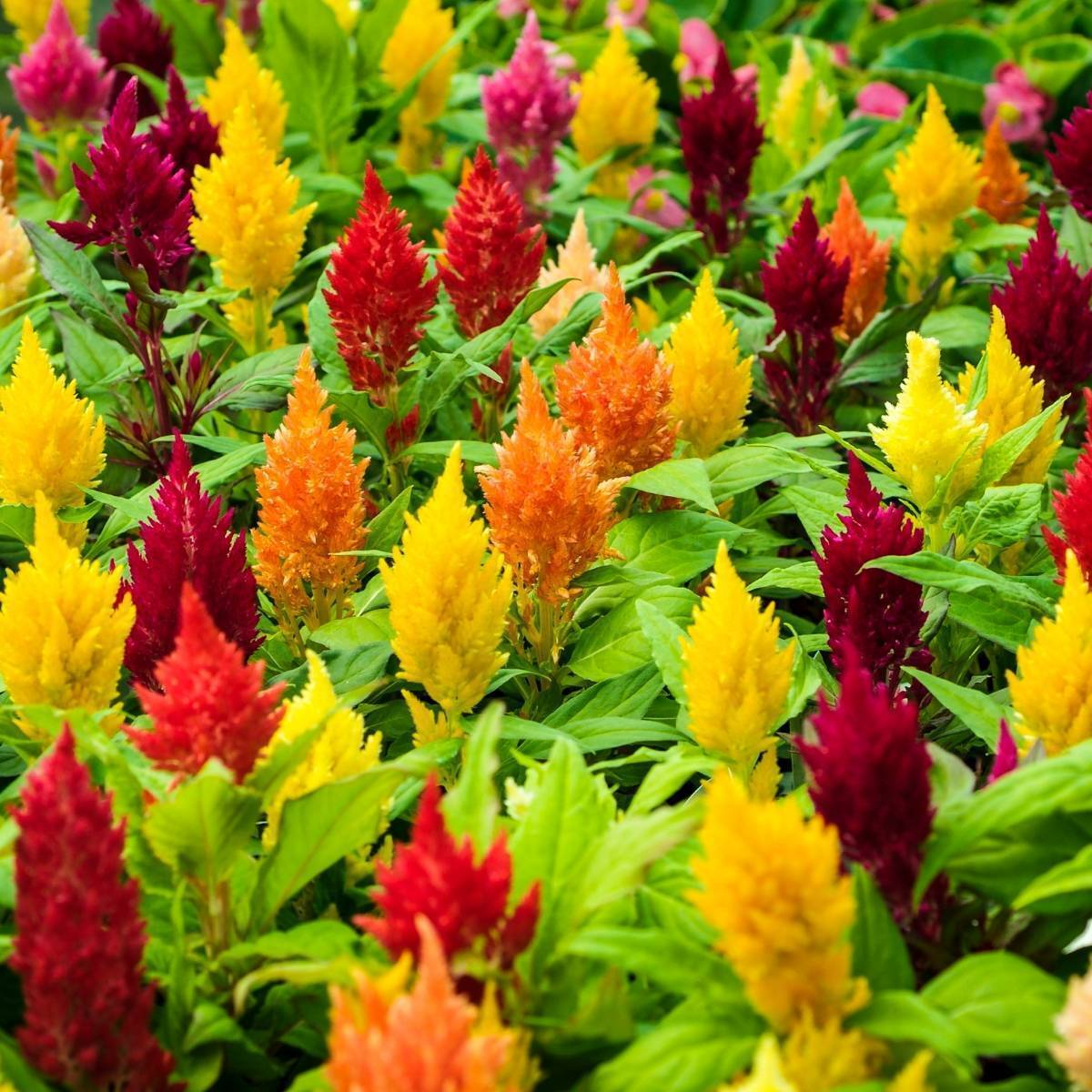 Celosia Plumosa Lilliput Kewpie Mix Seeds – Dwarf Annual Flowers for Borders & Containers, Vibrant Feathery Blooms, Non-GMO