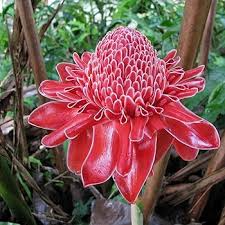 Red Torch Ginger Seeds - Exotic Tropical Flower, Flame-Like Bracts, Indoor/Outdoor Plant, Etlingera elatior, 10 Seeds