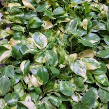Philodendron 'Burle Marx' Live Rooted Plant – Tropical Indoor Houseplant, Easy to Grow, Glossy Green Foliage, Bare Root