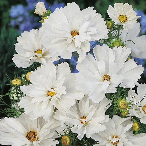 100 Cosmos Psyche White Seeds – Organic Non-GMO, Ruffled White Blooms, Pollinator-Friendly, Cosmos bipinnatus