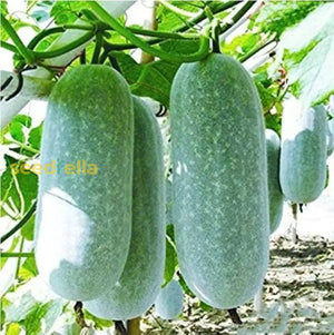 Wax Gourd Wintermelon Seeds – Heirloom Variety, Large Green Fruits, High Yield, Long Storage, Garden & Trellis Planting Seeds