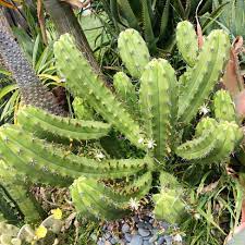Myrtillocactus Geometrizans Rooted Cutting – Blue Candle Cactus with Black Spines, 10-12" Tall, Hardy Columnar Desert Plant