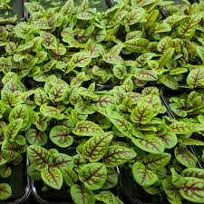 Red Veined Sorrel Seeds (Rumex sanguineus) – Edible Herb with Red Veins for Salads & Garnishes, Culinary & Ornamental Plant