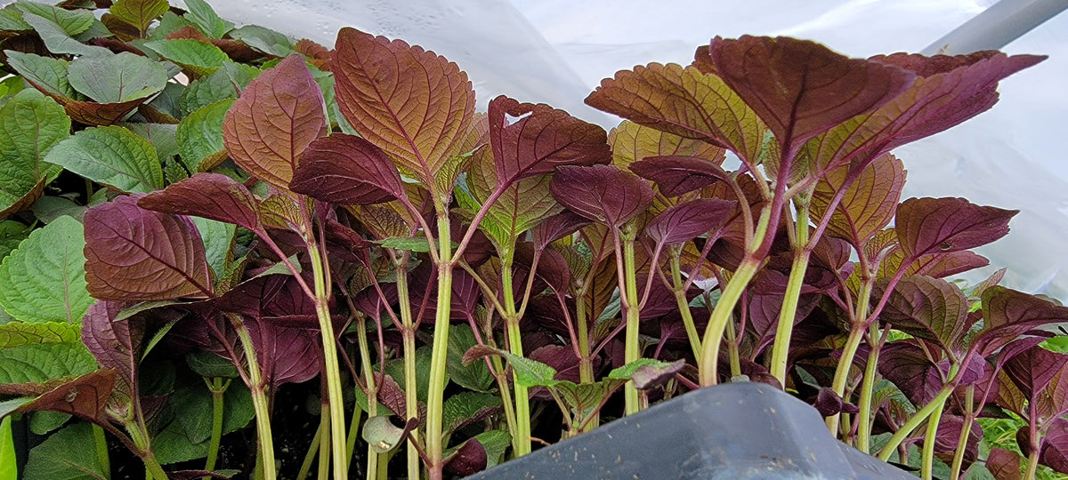 400 Seeds Perilla (Shiso) Jeok Ssam Ip Herb for Planting – Aromatic Asian Herb for Sushi, Salads & Stir-Fries