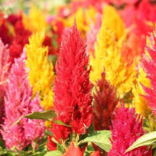 Pampas Plume Mix Celosia Seeds | Feathery Plumes in Pink, Cream, Yellow, Scarlet, Orange | Garden Seeds for Borders & Cut Flowers