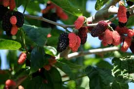 Illinois Everbearing Mulberry Live Plant - Fast Fruiting Pesticide-Free Starter Tree Morus 'Illinois Everbearing'