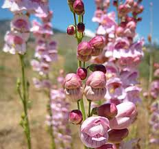 Palmer’s Penstemon Seeds – Penstemon palmeri – Native Wildflower with Pink Fragrant Blooms, Drought-Tolerant, Pollinator-Friendly, 100mg