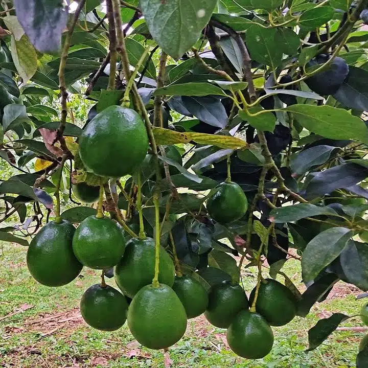 Grafted Avocado Marcus Live Tropical Fruit Tree 12-24 Inches Early Fruiting Persea americana