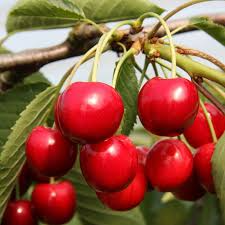 Summer Sun Cherry Seeds – High-Yielding Sweet Golden-Red Fruit, Self-Fertile, Cold-Hardy, Fruit Tree Seeds