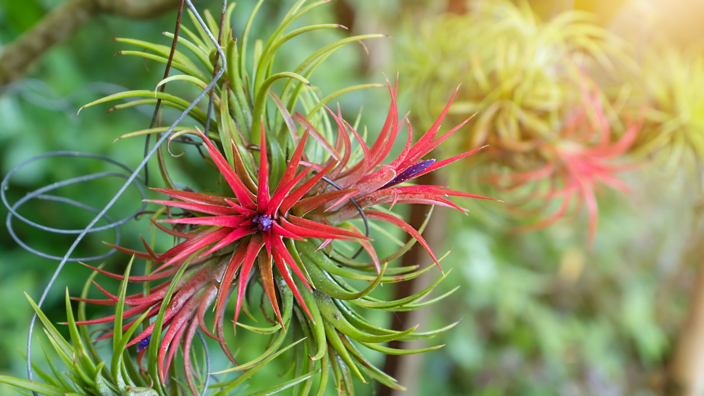 5 Bare Root Ionantha Fuego Red Air Plants - Low Maintenance Exotic Tillandsia Indoor Decor