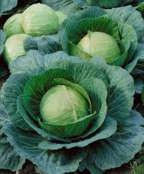 Danish Ballhead Cabbage Seeds – Heirloom, Cold Hardy, Firm Heads, 1g, Brassica oleracea var. capitata