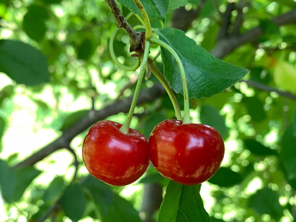 Montmorency Cherry Tree Cuttings - 8 Fresh Scion Wood for Grafting & Rooting - Tart Cherry Propagation Prunus cerasus