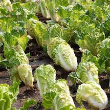 Chinese Cabbage Seeds 500mg, Brassica Rapa Pekinensis, Sweet & Crisp, Fast Growing, Cold Hardy, Garden & Container Planting