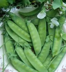 Pea Snow Dwarf Sugar Grey Seeds | Heirloom Non-GMO Pisum sativum | Compact, Sweet & Tender Pods for Small Gardens