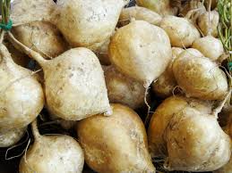 True Jicama Seeds – 5 Seeds for Planting, Crisp & Sweet Root, High Yield, Heat Tolerant, Garden Field, Pachyrhizus erosus