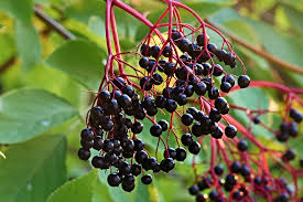 12 Elderberry Hardwood Cuttings Set | York & Adams Varieties | Easy Rooting, Hardy Zones 3-9 | Berry & Pollinator Bush Starter