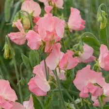 Sweet Pea Seeds 50+ Fragrant White Blooms Climbing Vines for Trellis & Bouquets Lathyrus odoratus