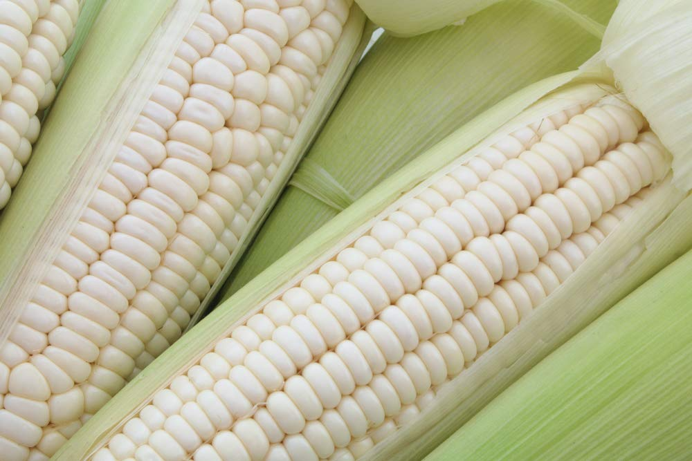 50pcs Sweet White Corn Seeds Heirloom Non-GMO Zea mays for Home Garden, Fresh Eating, Cooking