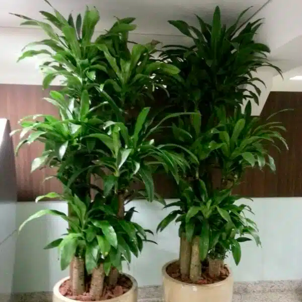 Corn Plant Cuttings, Dracaena Fragrans, Indoor House Plant, No Root, Easy to Grow, Green Foliage, Office & Home Decor