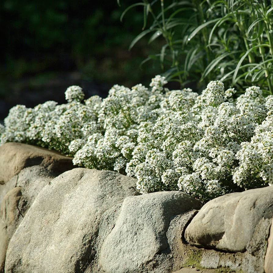 Alyssum Tiny Tim White Seeds – Fragrant, Bee-Friendly Groundcover, Non-GMO, Low Maintenance, 3-Inch White Blooms