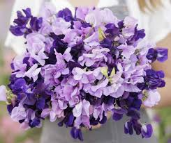 Sweet Pea Seeds, Purple Mix, Fragrant Climbing Vine, Non-GMO, Easy to Grow for Garden Trellis & Arbors