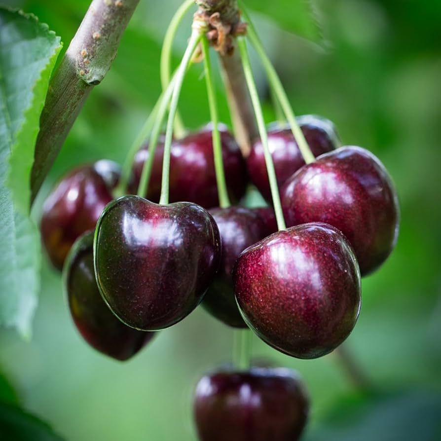 Black Cherry Tree Seeds, Prunus serotina, Fruit Tree, Dark Purple/Black Cherries, Easy to Grow, Home Garden, Orchard, Hardy Zone 3