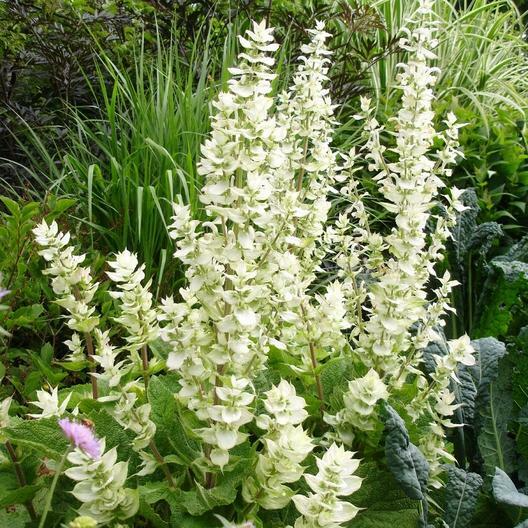 200 Seeds Clary Sage White Swan Herb Pollinator-Friendly Salvia for Birds & Butterflies Non-GMO Easy to Grow