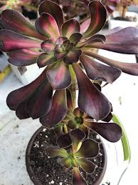 Aeonium Sunset Glow Cutting - 2.5" Head - Unique Succulent - Easy to Grow - Drought Tolerant - Indoor & Garden Plant