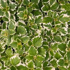 Bare Root Swedish Ivy Plant | Variegated Plectranthus coleoides ‘Variegata’ | Trailing, Easy-Care, Fragrant Foliage