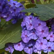100 Phlox Beauty Blue Dwarf Seeds - Rare Blue Blooms, Pollinator Attractor, Non-GMO, Compact Perennial for Garden, Blue Phlox Flowers