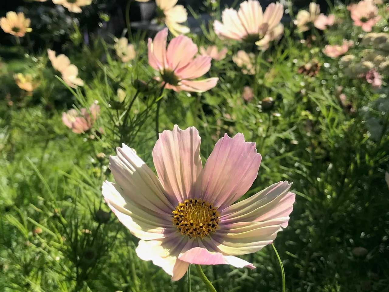 Cosmos bipinnatus Apricot Lemonade Seeds – 200+ Pastel Flowers for Garden & Cut Flowers, Pollinator-Friendly, Drought-Tolerant