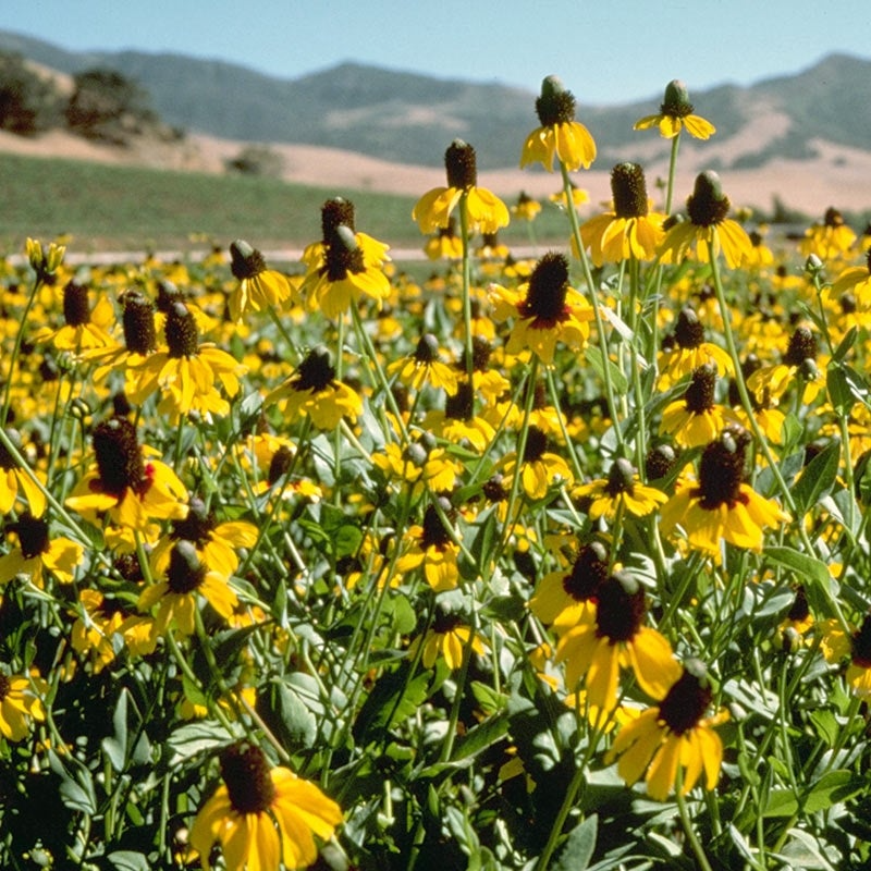 Clasping Coneflower Seeds – Dracopis amplexicaulis – Native Annual with Bright Yellow Blooms, Pollinator Friendly, Easy Wildflower Seeds