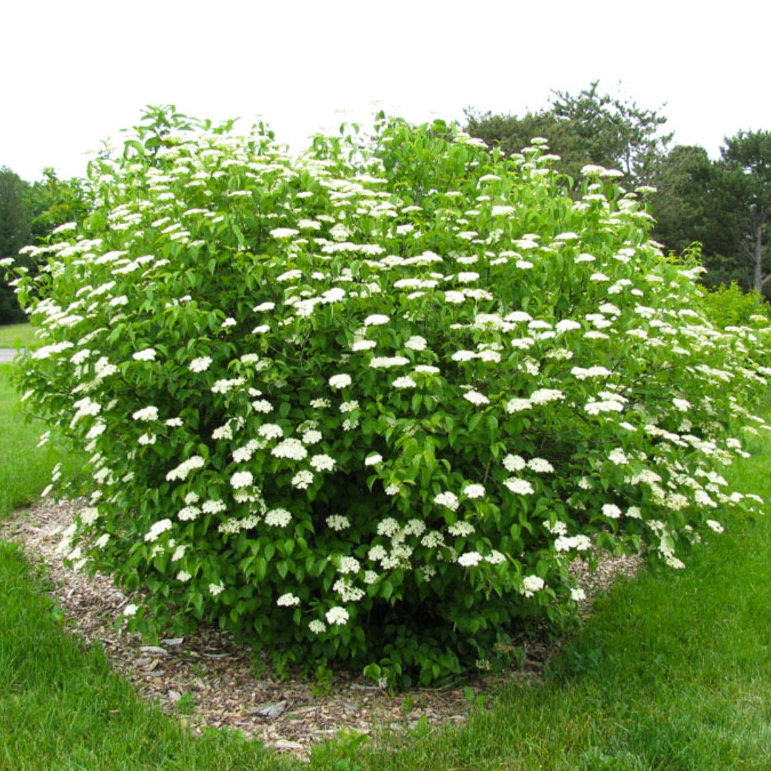 Arrowwood Viburnum Bare Root Plant 12-14 Inches Viburnum dentatum Deciduous Shrub