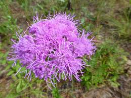Florida Paintbrush Seeds - 25 Purple Wildflowers for Pollinator Gardens - Carphephorus corymbosus