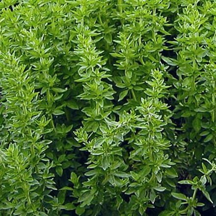 Greek Oregano Seeds - Aromatic Culinary Herb for Gardens & Pots - Origanum vulgare subsp. hirtum