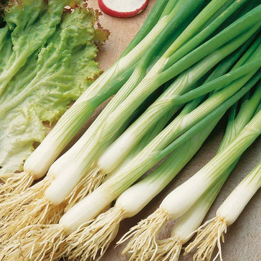 White Lisbon Onion Seeds - Bunching Scallion, Heirloom, Allium cepa, Mild & Crisp, Fast-Growing, USDA Zones 3-9