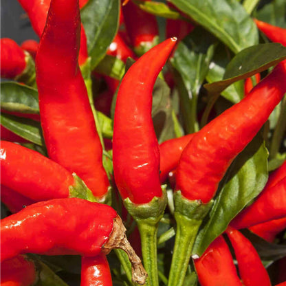 Mosco Mirasol Chile Seeds 250mg | Pueblo Guajillo Hot Pepper | Capsicum annuum Heirloom Seeds for Planting & Cooking