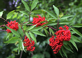 Red Elderberry Cuttings - 10 Unrooted Sambucus racemosa Native Shrub with Edible Berries & Wildlife Benefits