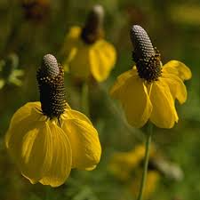Prairie Coneflower Seeds – Ratibida columnifera – Native Wildflower, Pollinator-Friendly, Drought-Tolerant, Bicolored Blooms, 150 Seeds