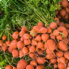 Parisian Carrot Seeds | Heirloom Non-GMO Round Sweet Carrots | Daucus carota | 60 Days to Harvest
